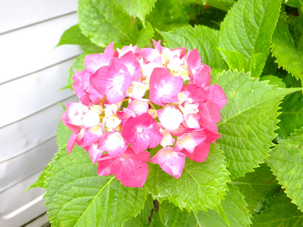 あじさいの花